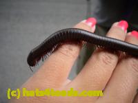 /home//u458753944/public_html/sourcegallery//Insects and small critters/millipedes and centipedes/DSCN1194.JPG